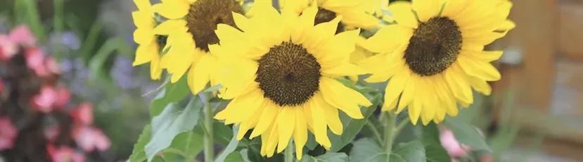 Bert® - Helianthus annuus Bert® - Helianthus annuus
