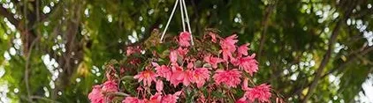 Funky® Pink - impressive in hanging baskets Funky® Pink - impressive in hanging baskets