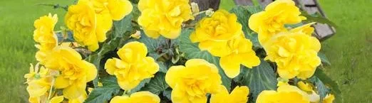 Nonstop® Joy Yellow