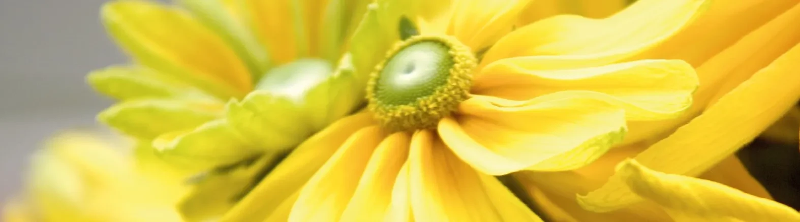 Rudbeckia hirta Prairie Sun Rudbeckia hirta Prairie Sun