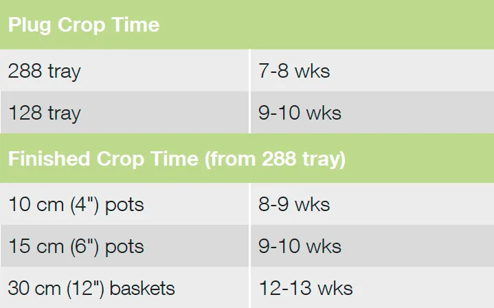 Croptime Nonstop Mocca