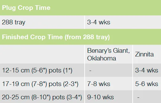 Croptime Benary's Giant
