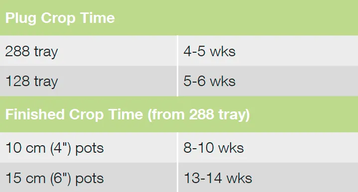 Croptime Pop Star
