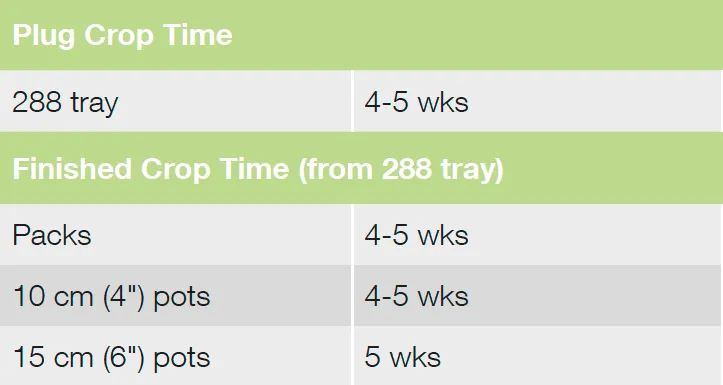 Croptime Brainiac