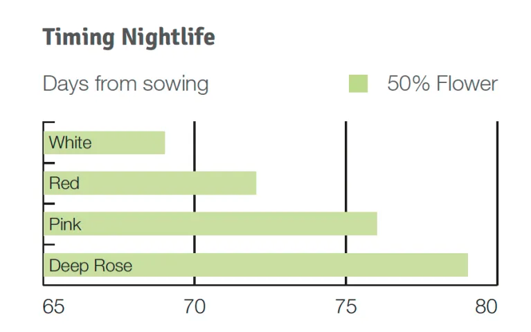 Timing Nightlife