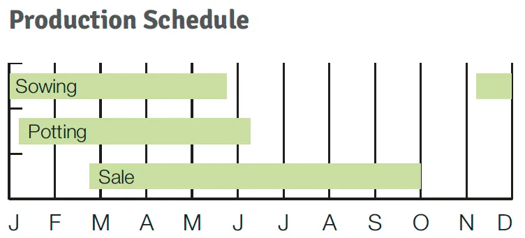 Production Schedule Pop Star