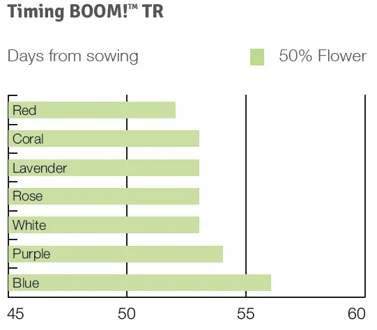 Timing Boom TR