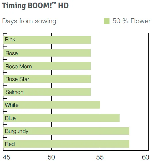 Timing Boom HD