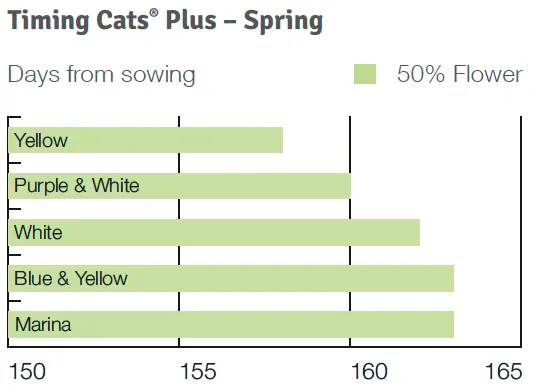 Timing Cats Plus Spring