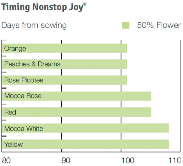 Timing Nonstop Joy