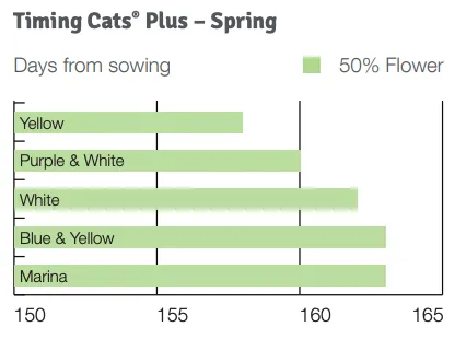 Timing Cats Plus Spring
