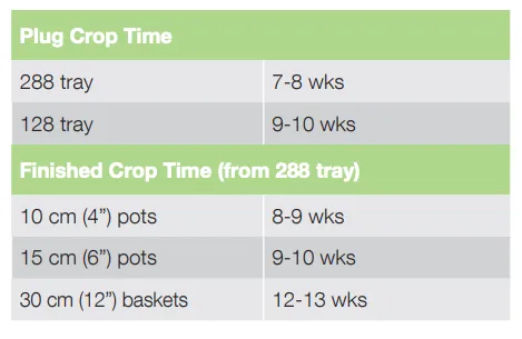 Crop Time Nonstop Mocca