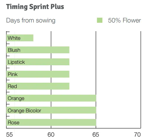 Timing Sprint Plus