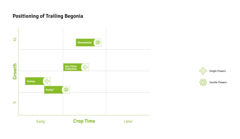 Timing Charts Trailing Begonia