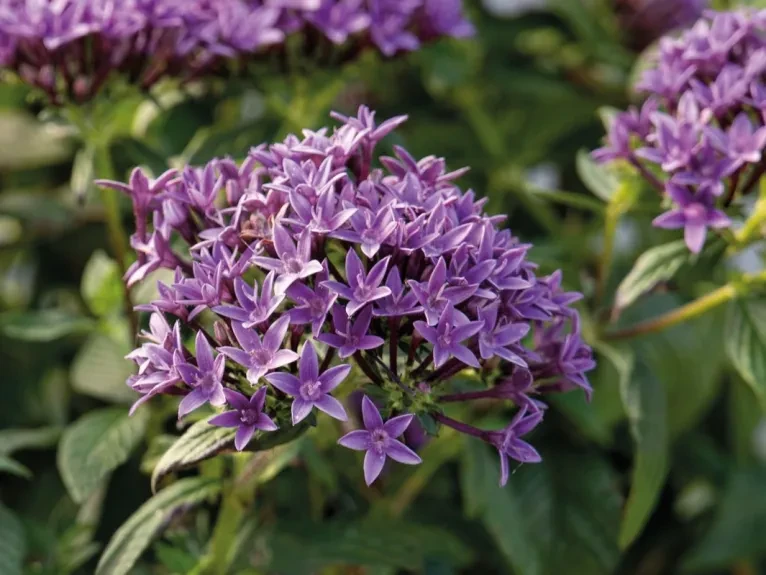 Benary's StreetArt™ blue Pentas.