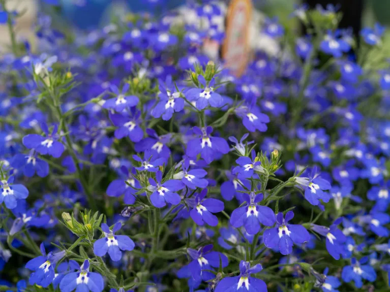 Lobelia Masterpiece