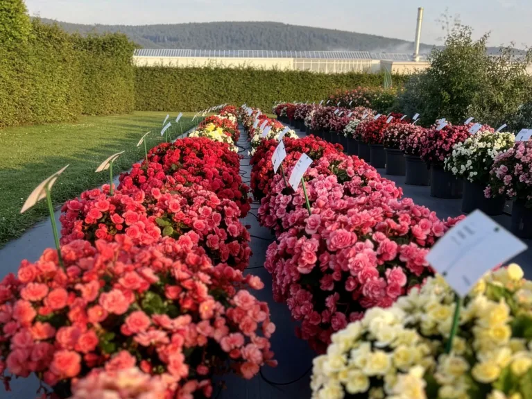 Benary Summer Garden