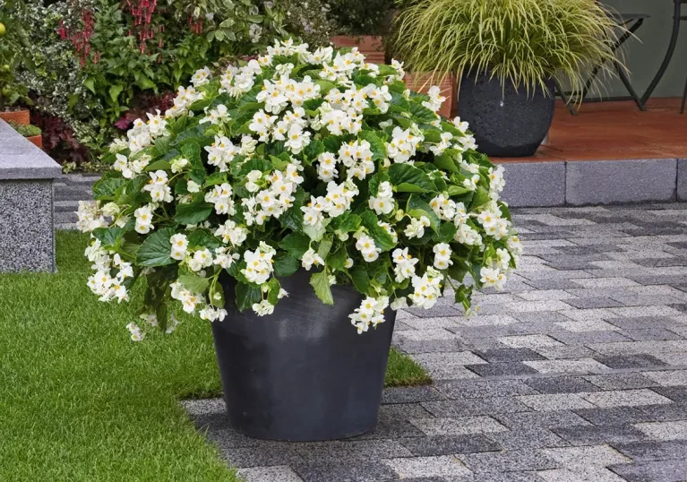 Begonia BIG® White Green Leaf