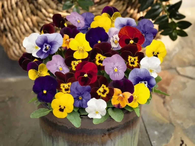 Viola cornuta Admire® Maxi Mix