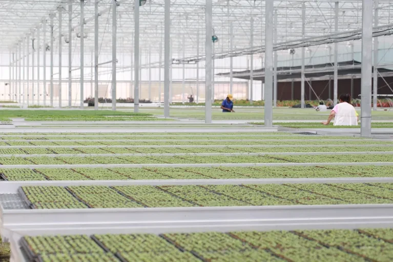 Professional Young Plant Production at Tangchao