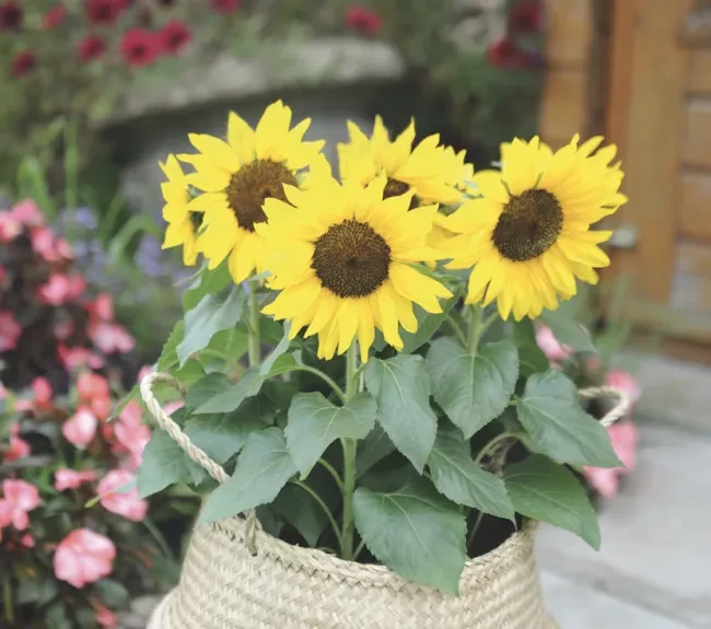 Bert® - Helianthus annuus