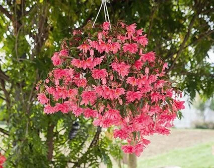 Funky® Pink - impressive in hanging baskets