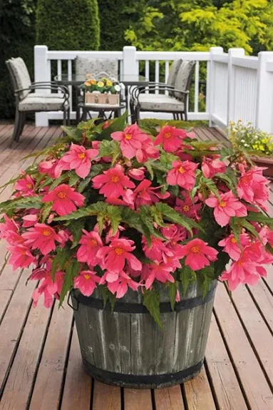 Foto der Funky® Pink im Topf auf einer Terrasse