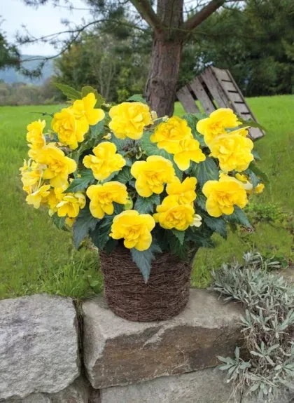 Nonstop® Joy Yellow