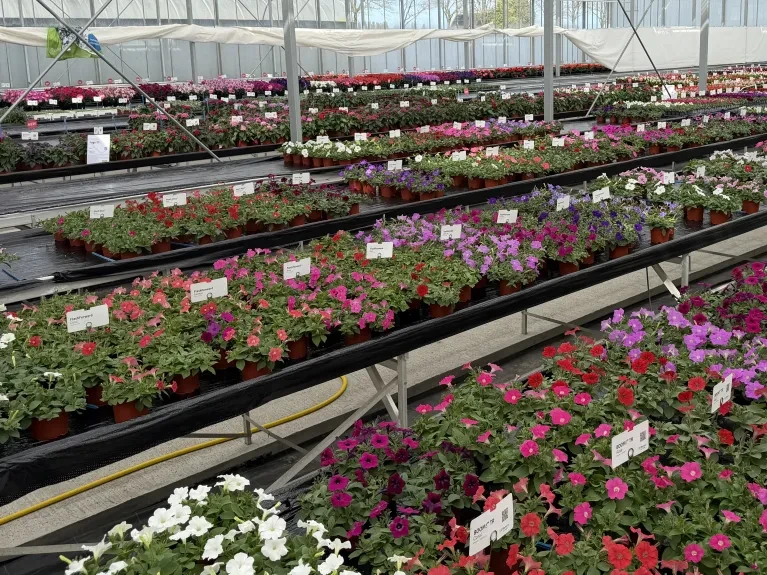 Dutch Spring Trials 2026