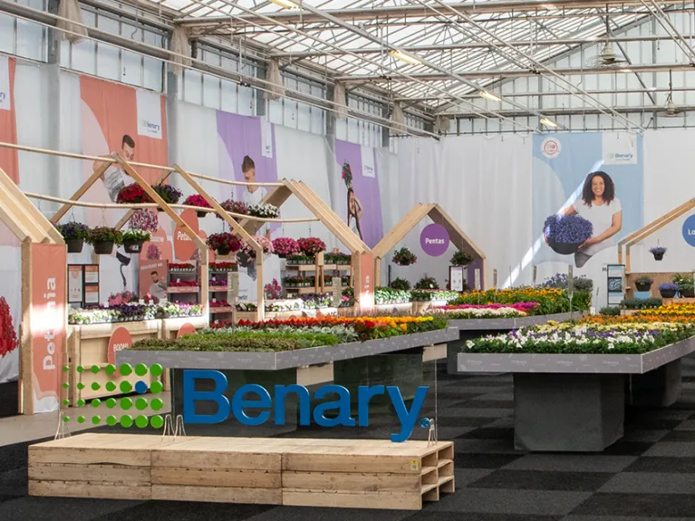 Flower Trials Recap 2026 Benary Stand