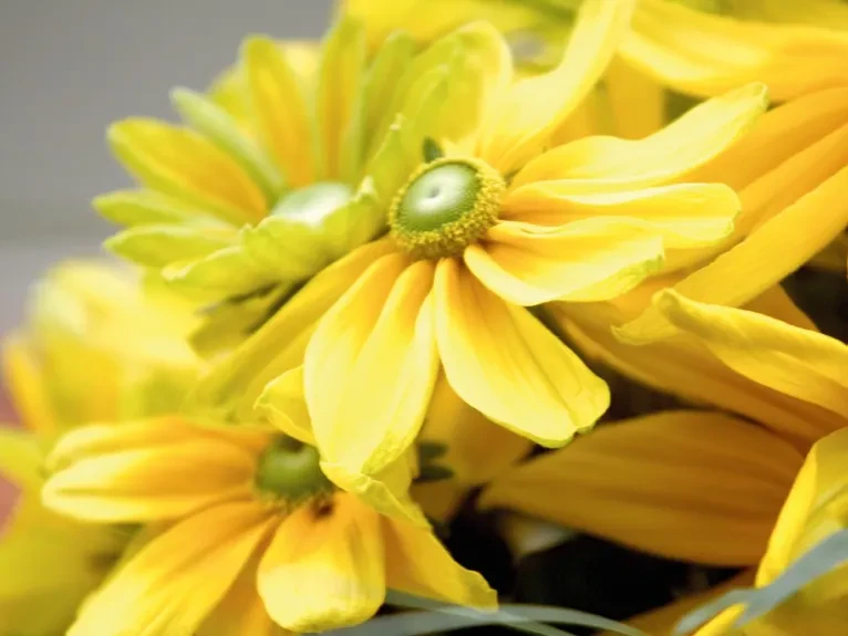 Rudbeckia hirta Prairie Sun