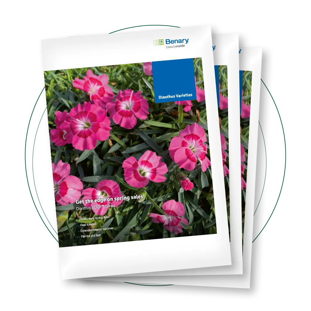 Dianthus Varieties