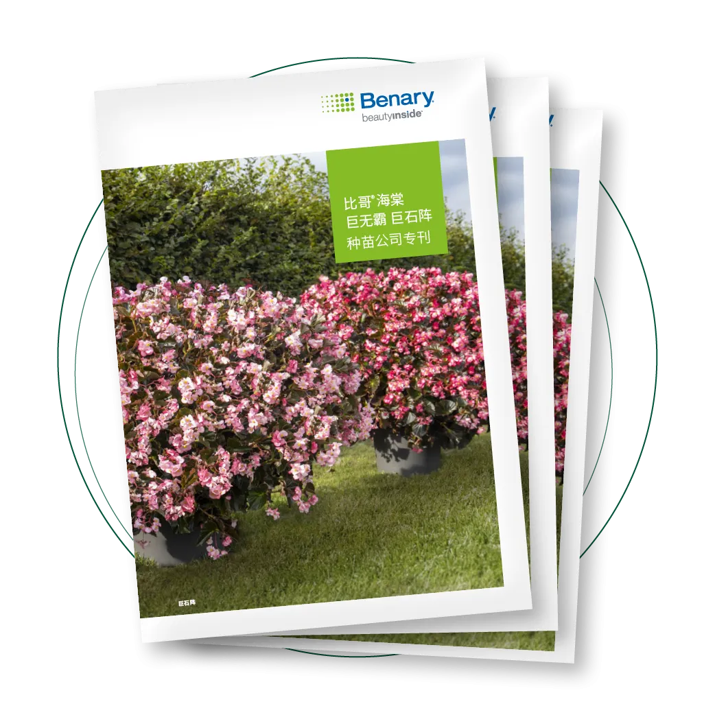 Interspecific Begonias - Plug Company Special