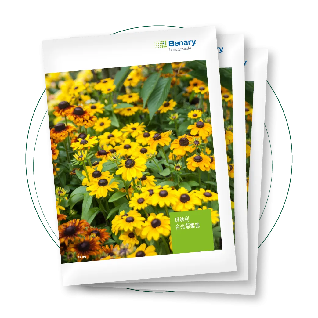 Rudbeckia Portfolio