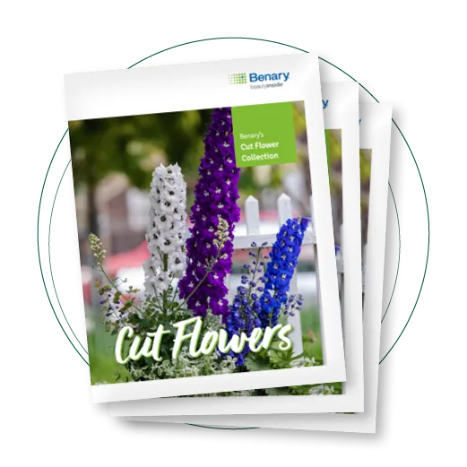 Cut Flowers US