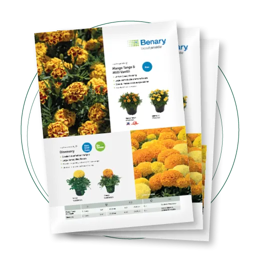 Tagetes Flyer