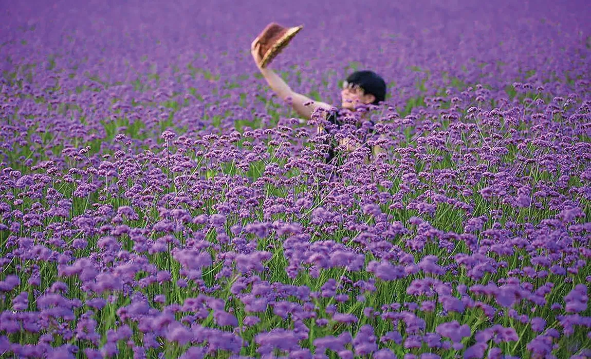 Verbena Finesse® Planting in China