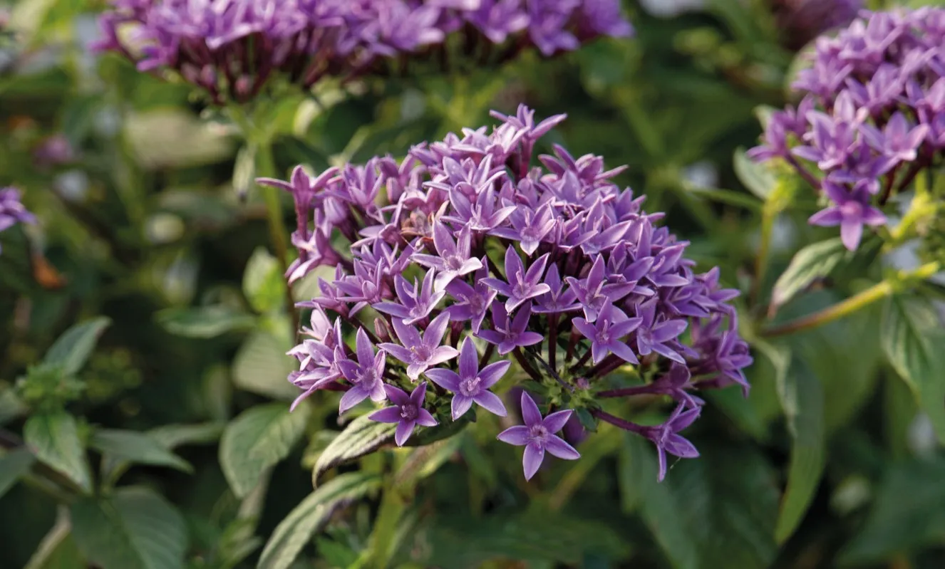 Benary's StreetArt™ blue Pentas.
