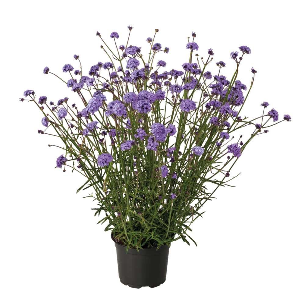The Verbena bonariensis Flair.