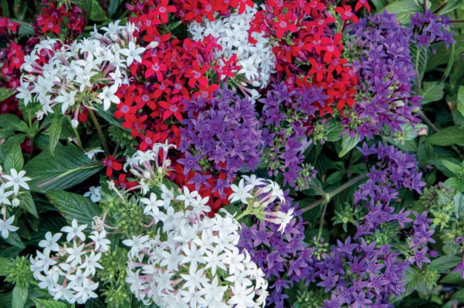 Red, white, and blue Pentas.