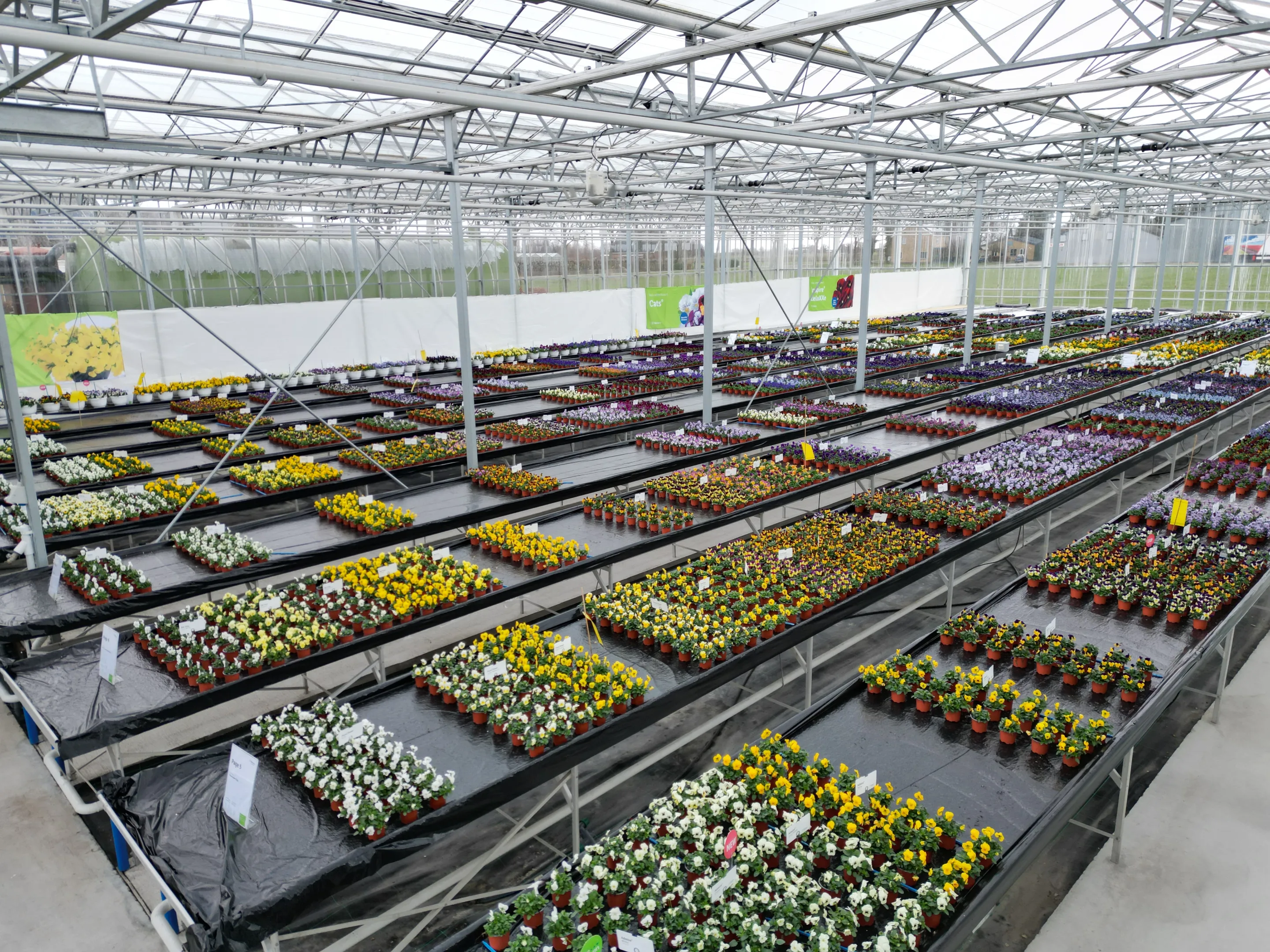 Pansy & Friends Trial