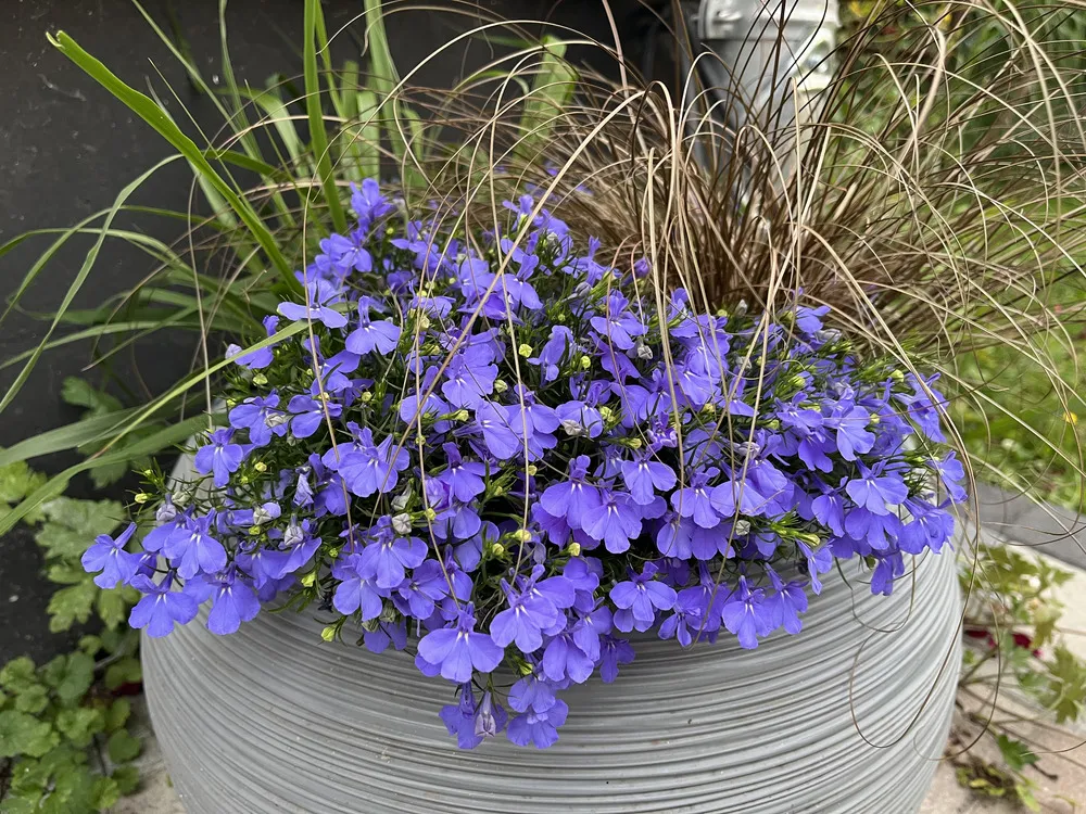 Lobelia Masterpiece