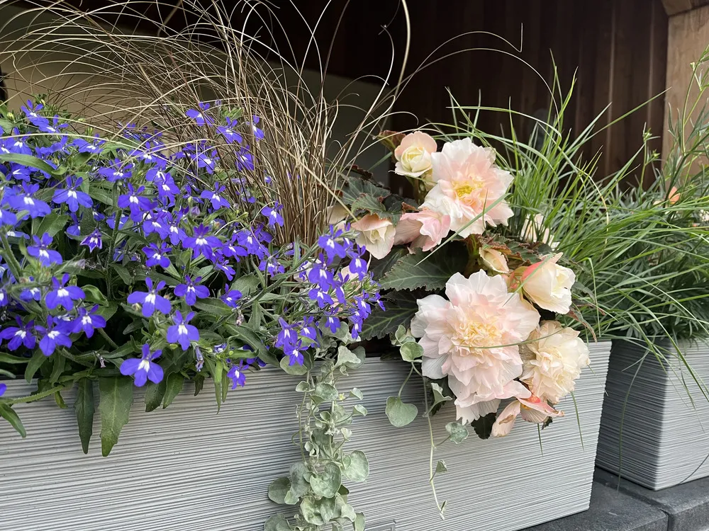 Lobelia Masterpiece