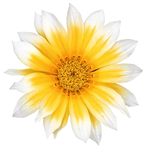 Sunny-Side Up