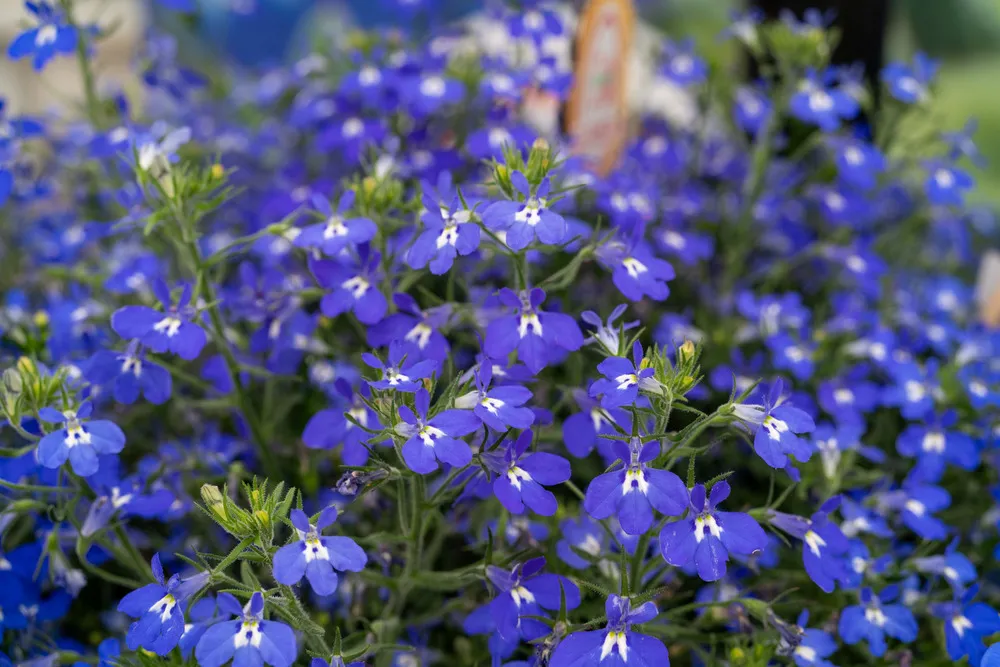Lobelia Masterpiece