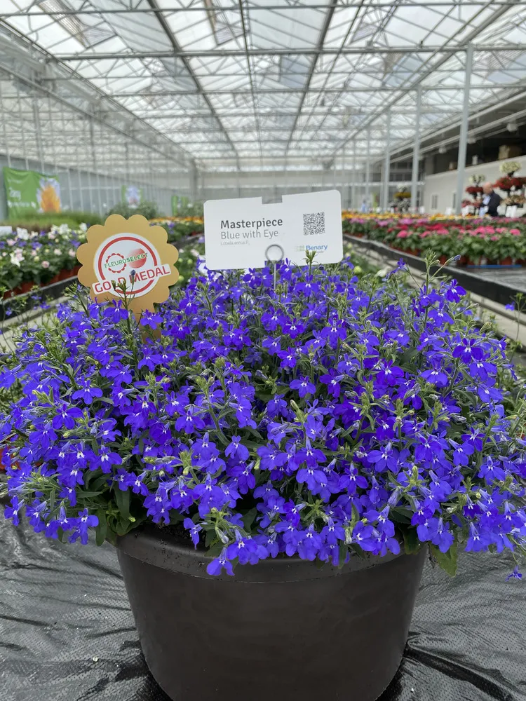 Lobelia Masterpiece
