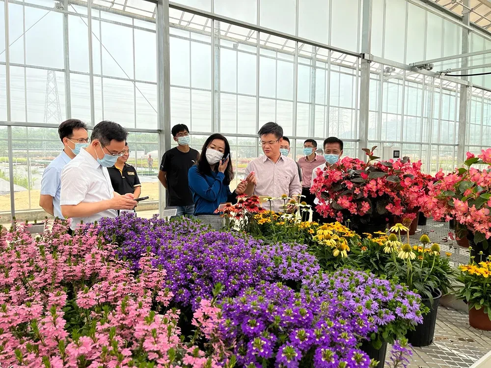 Ruiqi Zhan, CEO of Ican Seed, guiding government officials through new greenhouses Ruiqi Zhan, CEO of Ican Seed, guiding government officials through new greenhouses