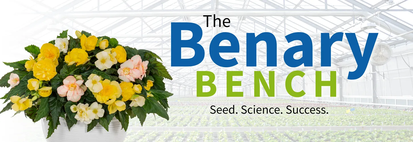 The Benary Bench
