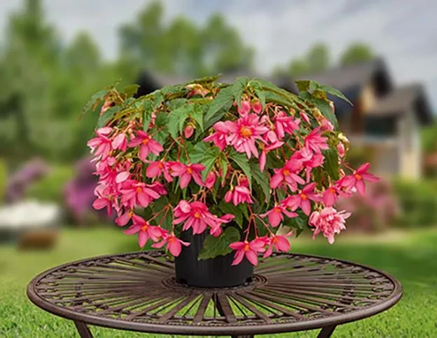 Funky® Pink - beautiful pot plant - ideal as a gift! Funky® Pink, a beautiful pot plant, standing on a round garden table