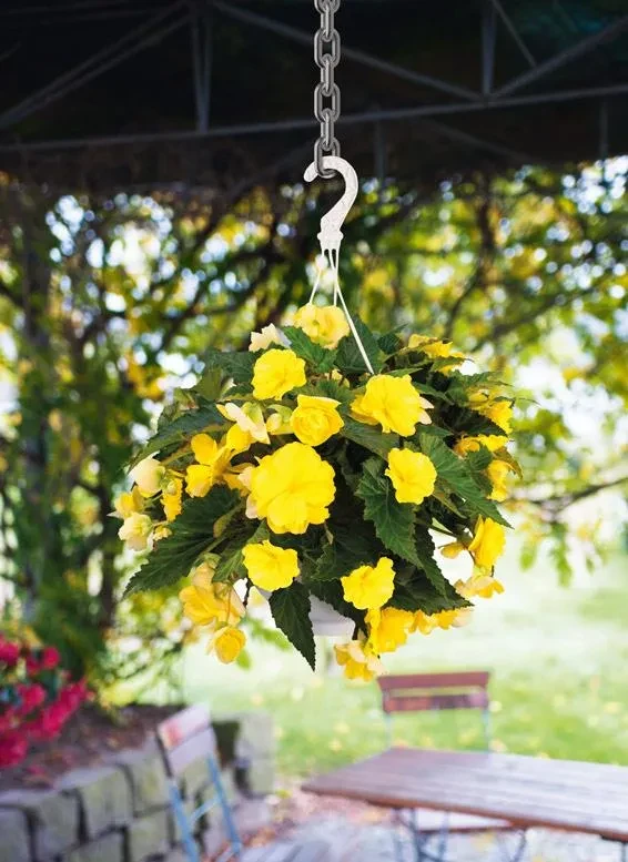 Nonstop® Joy Yellow in hanging basket Nonstop® Joy Yellow hanging basket in landscape